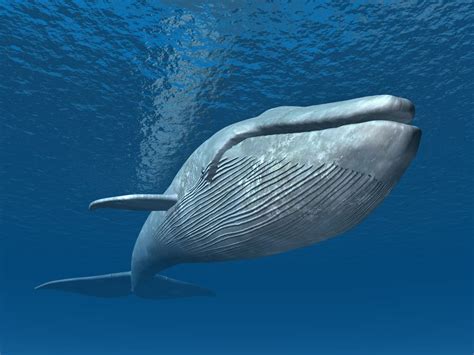 Una ballena 2025 safe